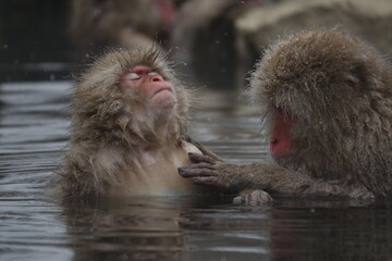 Naklejka premium Relaxed Snow Monkey in Japan