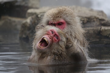 Snow Monkey showing teeth in Japan