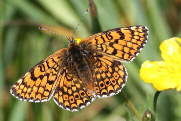 papillon damier des prés