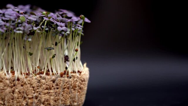 mustard strouds macro gimbal shot