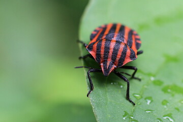 Naklejka premium graphosome rayé sous la pluie