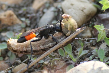 guêpe fouisseuse traînant une larve