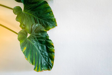 Monstera Philodendron leaves - tropical forest plant  © Torsak