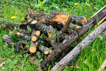 chopped wood in the garden