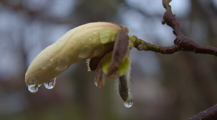 Bud of magnolia in the rain
