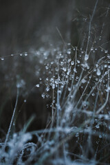 Leaf with dewy frost in a autumn morning