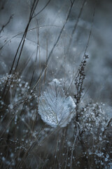 Leaf with dewy frost in a autumn morning