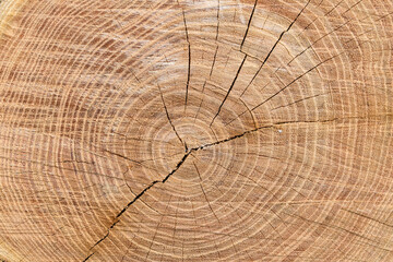 Growth rings and cracks on a cut of a large tree