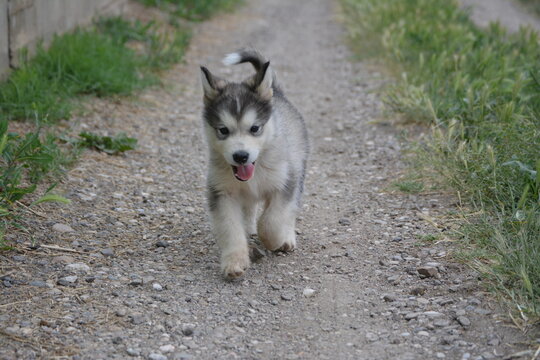 Alaskan malamute dog, it is a puppy. The photo is in the summer period of the year 2017