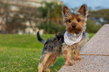 Perro Yorkshire Terrier