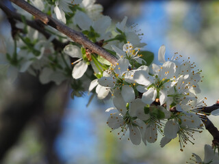Крупный план красивых белых цветов на плодовом дереве на голубом фоне