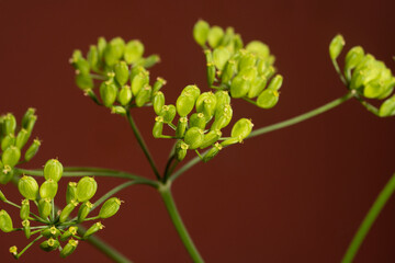 Wild parsnip seeds. Pastinaca sativa or poison parsnip, close-up.