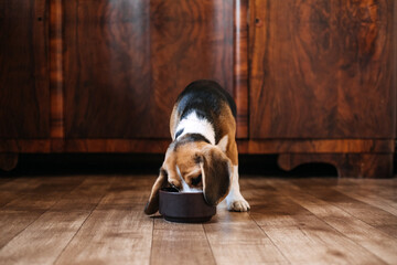 Beagle Feeding. Beagle puppy eating dog dry food from a bowl at home. Beagle Eat, Adult and Puppy...