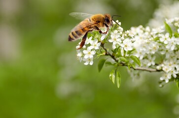 Bee.