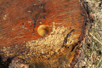 Birch sap flows from the stump of a felled birch tree in the spring