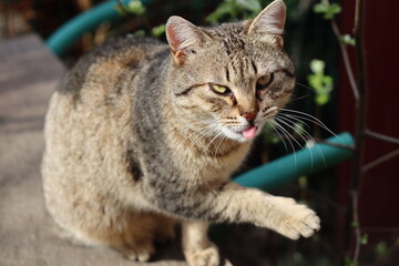 cat on a fence