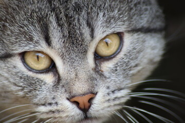 close up of a cat