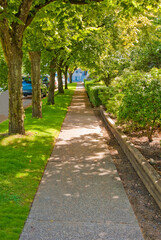 Sidewalk in shadow of a row of trees.