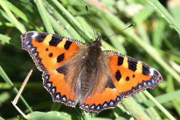 papillon petite tortue sur la rosée du matin