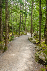 Fragment of Soleduck trail in Olympics park, Washington, USA