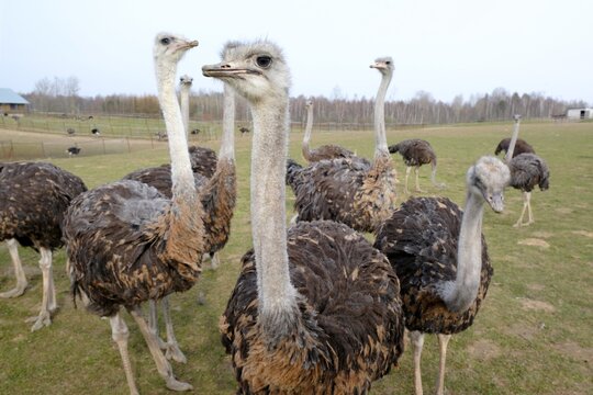 A flock of ostriches on an ostrich farm - Powered by Adobe