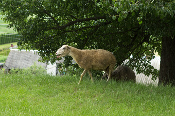 A lonely sheep with a funny face walks along a green pasture in a village, near a house in the summer in green grass.