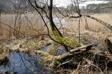 The shore of a lake with trees covered with green moss on a sunny spring day