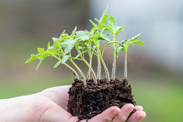 Woman hand holding plants of tomato with roots in soil