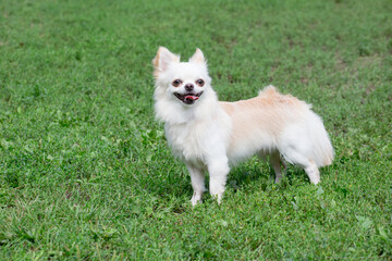 Long-haired chihuahua puppy is standing on a green grass in the summer park. Pet animals.