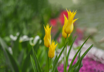 Fototapeta premium close up of yellow tulips among the greenery