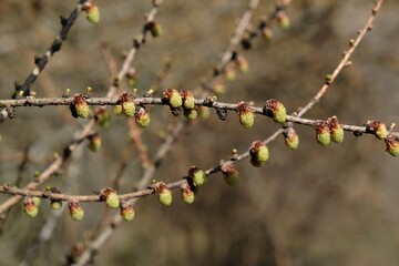 Close-up of larch (Larix decidua)   branches with very young cones in early spring