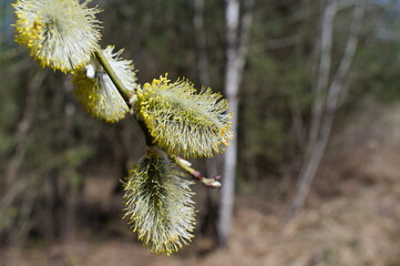 Bazie wierzbowe w wiosennym słońcu © Mariusz