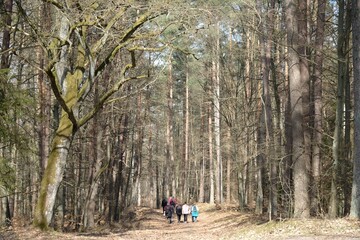 Group of walking people on forest road between high trees 