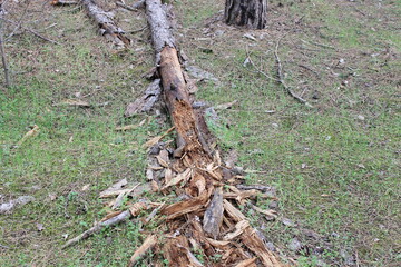 Fallen dry tree in the middle of the forest
