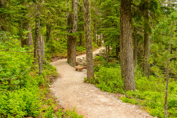 Fragment of Panorama Trail in Sea to Sky Gondola Park in Vancouver, Canada.
