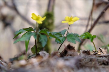 Yellow flowers of Anemone ranunculoides commonly know as wood ginger. It is spring forest flower.