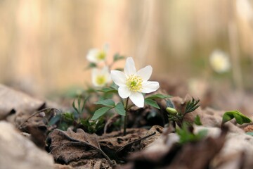 Group of spring white flowers in the forest - Anemone nemorosa