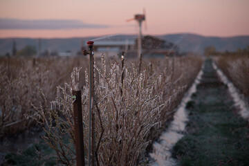 spring frost protection of the blue berry farms  ranch with sprinklers on in wapato washington yakima county - obrazy, fototapety, plakaty