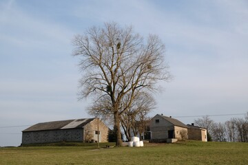 Obraz premium Buildings of farm with lonely tree in early spring