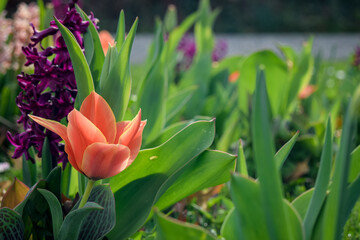 tulips in the garden
