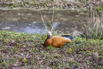 Brown-white adult female duck on a green lawn in the city park