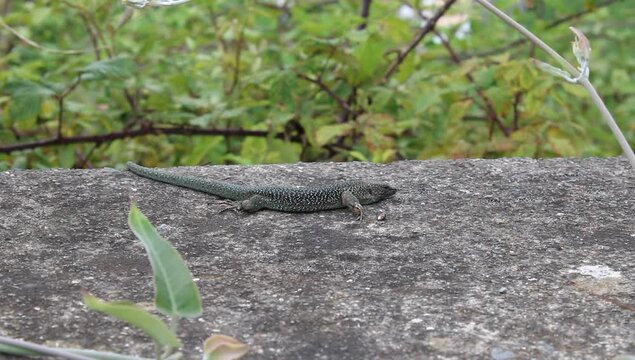 Una lagartija en un muro de piedra entre plantas de hojas verdes
