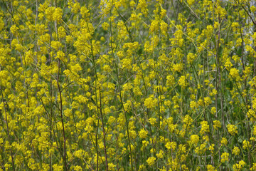 Obraz premium Yellow flowers of black mustard plants brassica nigra, an annual non-native, invasive&nbsp;herb naturalized in the wild in California