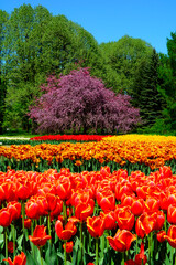 Tulipany - wiosna - spring, Tulipa, pole tulipanów, krajobraz z polem kolorowych tulipanów i niebieskim niebem, field of colorful tulips against the blue sky