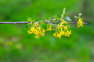 A young branch of a black currant bush with blossoming yellow flowers and green leaves against a background grass. Blooming garden in spring