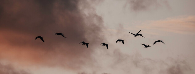 birds flying in a moody sky