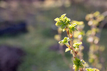 New leaves of black currant on a bright sunny day in a garden. First signs of spring. Close up.Currant bush in a garden in spring.first delicate leaves