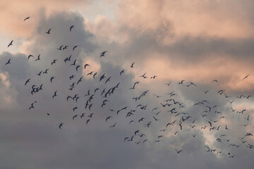 flock of birds in a moody sky