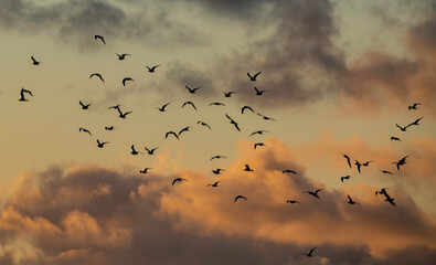 flock of birds in a moody sunset sky
