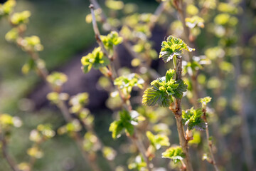 New leaves of black currant on a bright sunny day in a garden. First signs of spring. Close up.Currant bush in a garden in spring.first delicate leaves